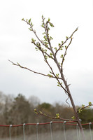 Orchard_3