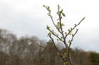 Orchard_2